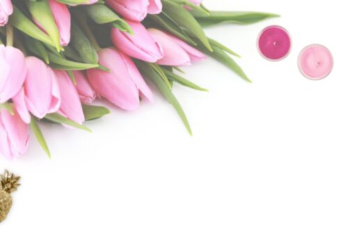 pink-tulip-flowers-with-white-background-768939